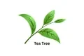 Tea Tree